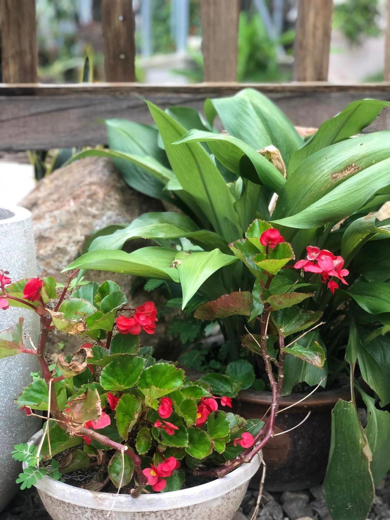 Tran Gia Homestay Nghia Lo Ngoại thất bức ảnh
